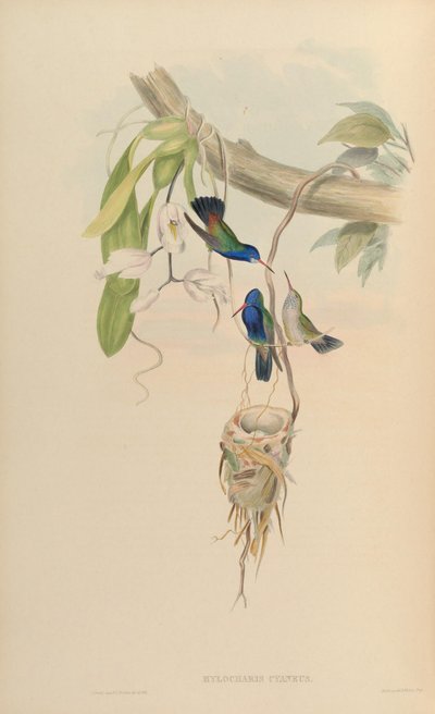 Hylocharis cyaneus autorstwa John Gould